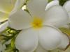 Frangipani