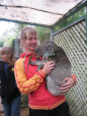 koala