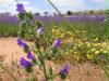 wildblumen