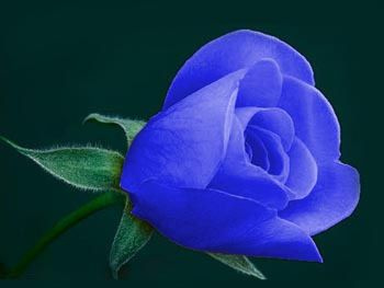 Blau-einer-Rose