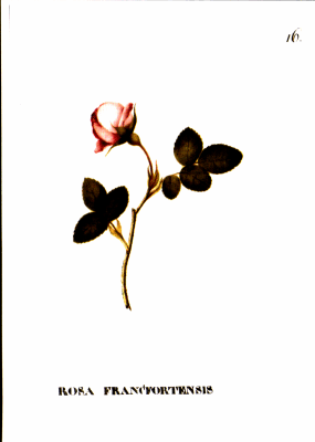 Neues-Bild5