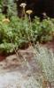 Helichrysum italicum
