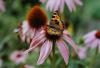 Echinacea purpurea mit hungrigem Kleinen Fuchs obendrauf