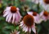 Echinacea purpurea