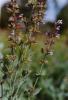 Salvia officinalis; blühend