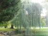 Schillerwiese