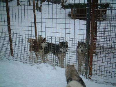 Smokey-Baci-Aladin-Bijou