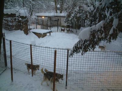 Smokey-Zwinger-nach-vorne