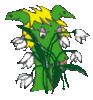 Tulpen