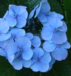 blaue-hortensie
