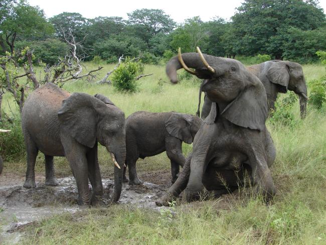 Elefanten-Kkuh-mit-ihrem-Nachwuchs