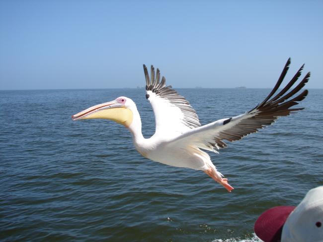 Der Pelikan hat die ihm zugeworfenen Fisch im Flug aufgefangen. Nicht von schlechten Elten.