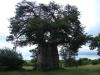 Dieser Affenbrotbaum ist ca. 1.600 Jahre alt. Wauw!