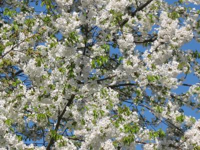 IMG_2345_small