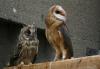 Freilassungsvoliere-Tyto-und-WO-