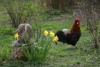 Fruehlingserwachen