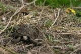 Gr-Landschildkroete-Fruehling-2009