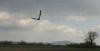 Maeusebussard-im-Flug