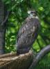 Maeusebussard-juv-2009