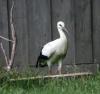 Schwarz-und-Weissstorch-2-