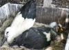Schwarz-und-Weissstorch-4-