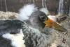Schwarz-und-Weissstorch-5-