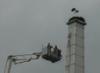 Storchenjunge-OOe-2009-2-