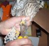 Turmfalkenfreilassung-1-9-