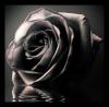 schwarze-Rose