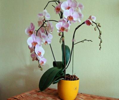 DSC00070_edited