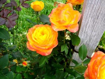 DSC00920