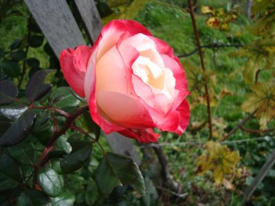 DSC00922