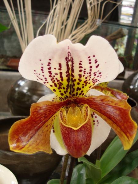 DSC02540