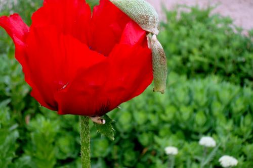 DSC04436