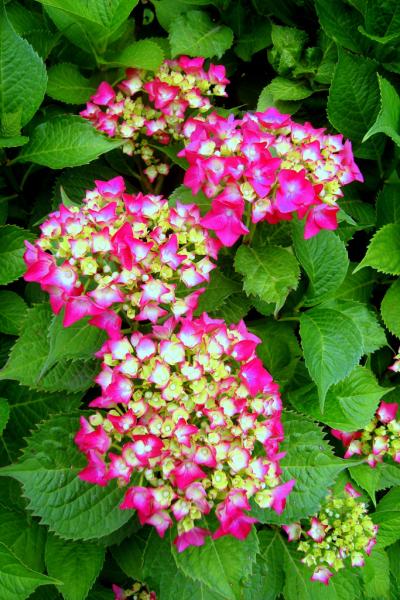 DSC04909