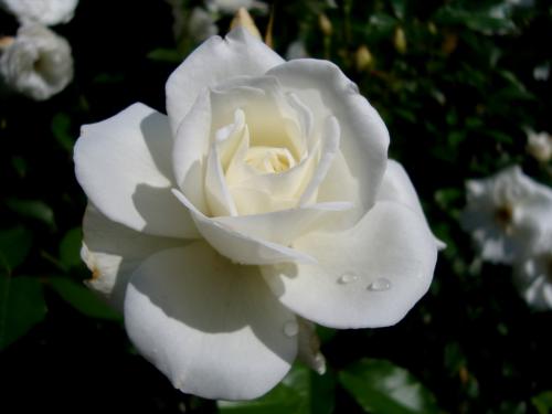 DSC050412