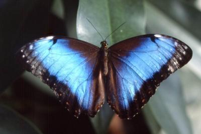 einem blauen Schmetterling im Fruehling gleich, leichten Fluegelschlages durch die Luft, fliegt meine Seele hin zu seiner Zaertlichkeit ....
<br />
<br />
einem blauen Schmetterling im Fruehling gleich, leichten Fluegelschlages durch die Luft, fliegt meine Seele hin zu seiner Zaertlichkeit ....
<br />
<br />