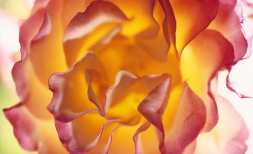 bg_flower1