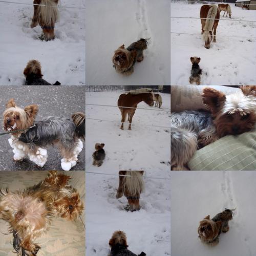 collage5