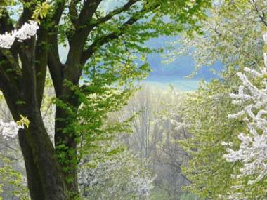 fruehling1