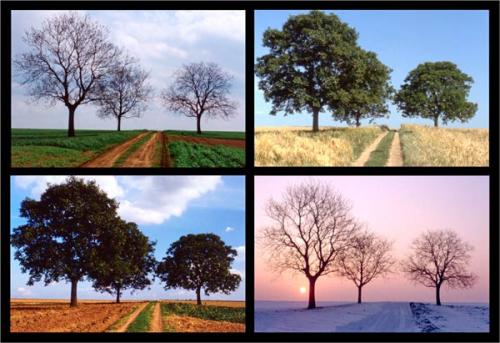 nussbaume_nagel
