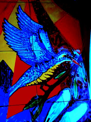 paradiesvogel