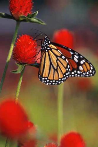 schmetterling1