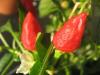 Das ist eine Balkon-Paprika
