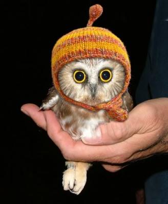 owl-in-a-hat