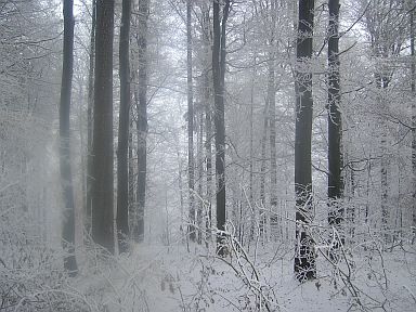 Wald im winter
