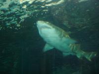 Shark Attack im Aquarium