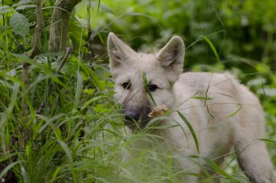 Suesser-Hund