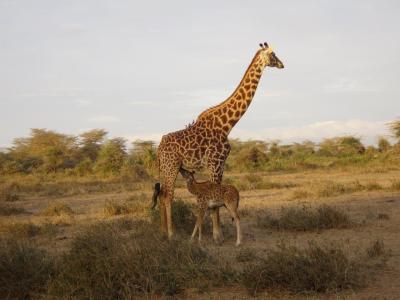 Giraffe-mit-Kind