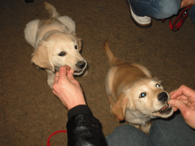 2-Hunde-2-Keks
